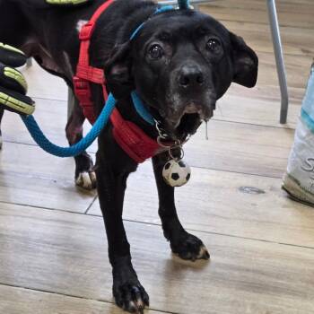 Sophie -  Mixed Breed Dog for Adoption in Newark, New Jersey - Sophie | PetCurious