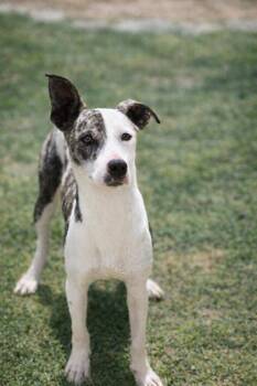Honda -  Feist and Mixed Breed Dog for Adoption in Dahlonega, Georgia - Honda | PetCurious
