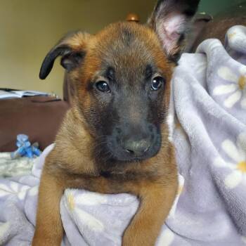 Shepherd Dogs Available for Adoption in Kettering, Ohio - Briar - Pre Adoption | PetCurious