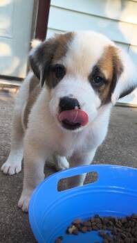Yeti -  Saint Bernard Dog for Adoption in Okmulgee, Oklahoma - Yeti | PetCurious