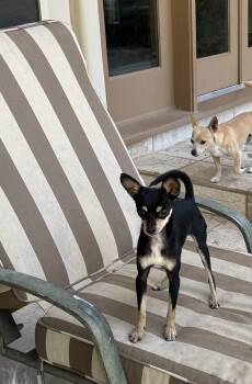 Rescue Chihuahua Dogs for Adoption in Richmond, Texas - Fudrucker | PetCurious
