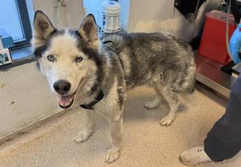 Captain Horatio -  Mixed Breed Dog for Adoption in New York, New York - Captain Horatio | PetCurious