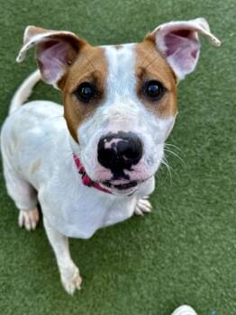 Rescue Mixed Breed Dogs for Adoption in Wichita, Kansas - Chosen | PetCurious