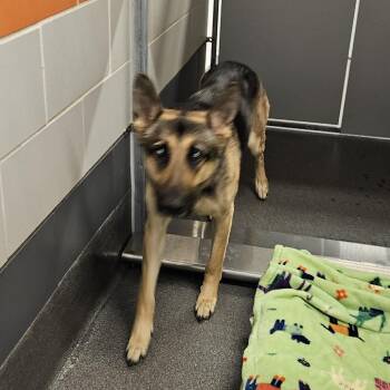 Shadow -  German Shepherd Dog Dog for Adoption in Van Horne, Iowa - Shadow | PetCurious