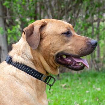 Mixed Breed Dogs Available for Adoption in Olean, New York - Skye | PetCurious