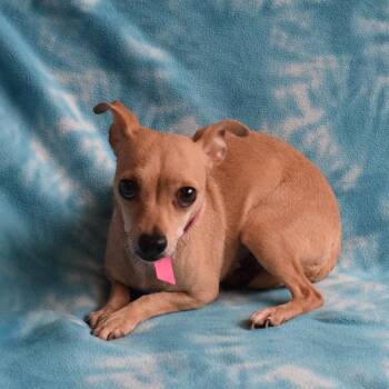 Ruby -  Chihuahua Dog for Adoption in Eureka, California - Ruby | PetCurious