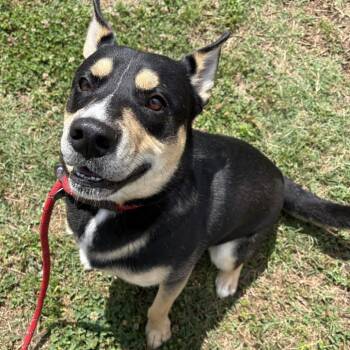 German Shepherd Dog and Mixed Breed Dogs Available for Adoption in Greenville, South Carolina - Dude | PetCurious