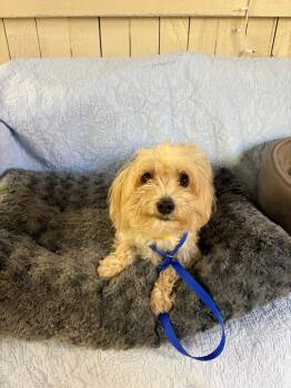 Ammo -  Terrier and Yorkshire Terrier Dog for Adoption in Fort Worth, Texas - Ammo | PetCurious