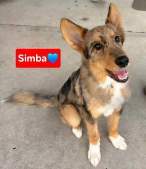 Simba -  German Shepherd Dog and Mixed Breed Dog for Adoption in Clinton, Missouri - Simba | PetCurious