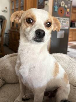 Jack -  Chihuahua Dog for Adoption in Albuquerque, New Mexico - Jack | PetCurious