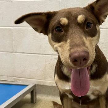 Siberian Husky and Mixed Breed Dogs Available for Adoption in St. Louis, Missouri - ELSIE | PetCurious