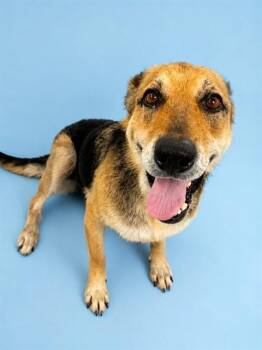 NOVA -  German Shepherd Dog Dog for Adoption in Westminster, Maryland - NOVA | PetCurious