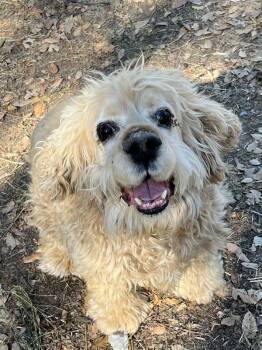 Rescue Cocker Spaniel Dogs for Adoption in Jamestown, California - Noah | PetCurious