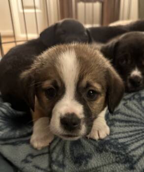 Rescue Labrador Retriever Dogs for Adoption in Washington, District Of Columbia - Babe Punky | PetCurious