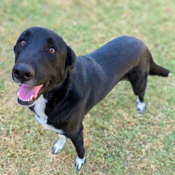 Rudy -  Border Collie Dog for Adoption in Gainesville, Texas - Rudy | PetCurious