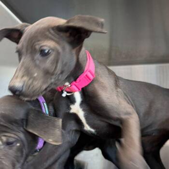 Blossum -  Labrador Retriever Dog for Adoption in Kingman, Arizona - Blossum | PetCurious