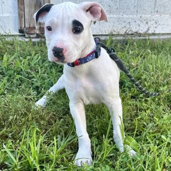 Captain DI9 -  Mixed Breed Dog for Adoption in Union, Missouri - Captain DI9 | PetCurious