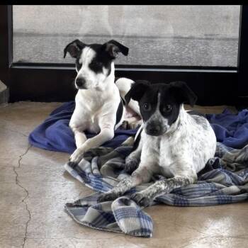 Journey & Janet -  Great Pyrenees and Australian Cattle Dog Blue Heeler Dog for Adoption - Journey & Janet | PetCurious