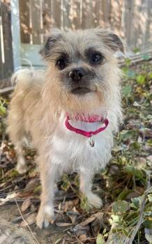 Trixie -  Terrier and Mixed Breed Dog for Adoption in Los Angeles, California - Trixie | PetCurious
