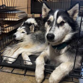 Malyshka -  Siberian Husky and Husky Dog for Adoption in Blaine, Minnesota - Malyshka | PetCurious