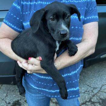 NY Honey Bun Avail Jun 13 (Choice Pet Carmel) -  Australian Shepherd and Labrador Retriever Dog for Adoption in Stormville, New York - NY Honey Bun Avail Jun 13 (Choice Pet Carmel) | PetCurious