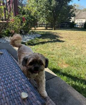 Jagger -  Shih Tzu Dog for Adoption in Richmond, Kentucky - Jagger | PetCurious