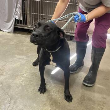 Black Labrador Retriever Dogs Available for Adoption in Jefferson City, Tennessee - Elijah | PetCurious