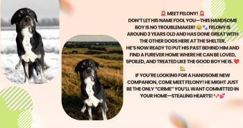 Felony -  Black Mouth Cur and Labrador Retriever Dog for Adoption in Tama, Iowa - Felony | PetCurious