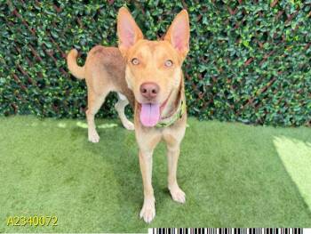TOMMY -  Mixed Breed Dog for Adoption in West Palm Beach, Florida - TOMMY | PetCurious