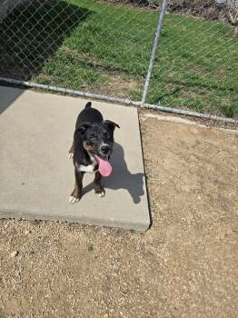 Shepherd Dogs Available for Adoption in Maquoketa, Iowa - Abraham Lincoln | PetCurious