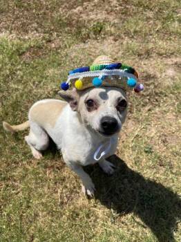 Frito -  Chihuahua and Mixed Breed Dog for Adoption in Fayetteville, Arkansas - Frito | PetCurious