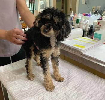 Cider (NOT YET AVAILABLE) -  Poodle Dog for Adoption in Benton, Louisiana - Cider (NOT YET AVAILABLE) | PetCurious
