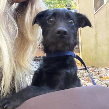 Leonard -  Poodle and Fox Terrier Dog for Adoption in West Chester, Pennsylvania - Leonard | PetCurious