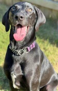 Rescue Labrador Retriever and Weimaraner Dogs for Adoption in Great Bend, Kansas - Harper | PetCurious