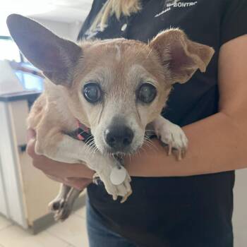 Daisy -  Chihuahua Dog for Adoption in Lufkin, Texas - Daisy | PetCurious