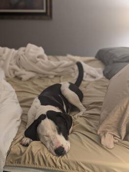 Cova -  Mixed Breed Dog for Adoption in Evansville, Indiana - Cova | PetCurious