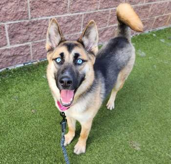QUINN -  German Shepherd Dog and Siberian Husky Dog for Adoption in Minneapolis, Minnesota - QUINN | PetCurious
