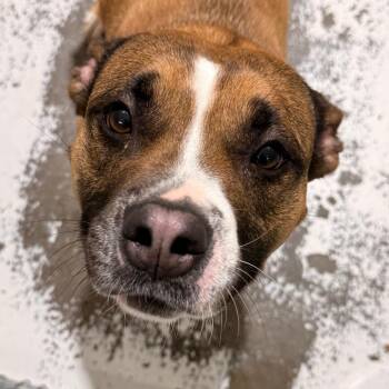 Pit Bull Terrier Dogs Available for Adoption in Evansville, Indiana - Dahli | PetCurious