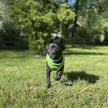 Pug Dogs Available for Adoption in East Greenwich Township, New Jersey - Nugget | PetCurious