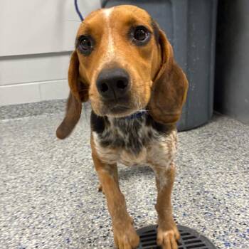Joe Dirt -  Mixed Breed Dog for Adoption in Greenville, South Carolina - Joe Dirt | PetCurious