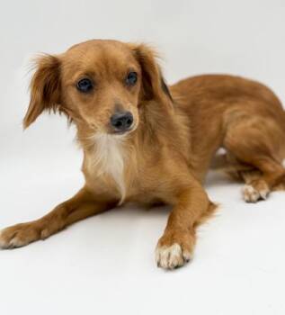 Lil -  Chihuahua and Mixed Breed Dog for Adoption in Bowling Green, Kentucky - Lil | PetCurious