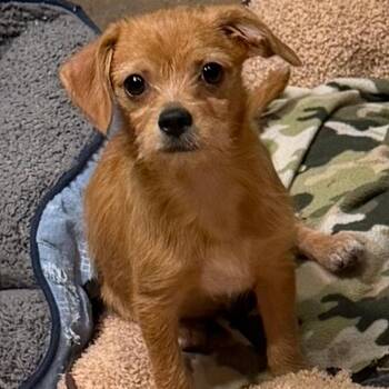 Honey -  Terrier Dog for Adoption in Montgomery, Texas - Honey | PetCurious