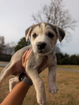 Rescue Great Pyrenees and Husky Dogs for Adoption in Spring Hill, Tennessee - Gerda | PetCurious