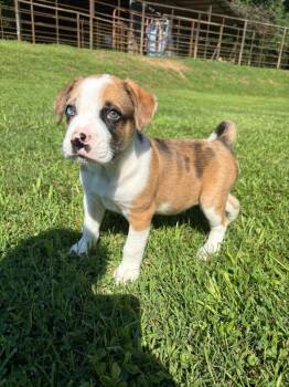 Eunice -  Mixed Breed Dog Available for Adoption in Taycheedah, Wisconsin - Eunice | PetCurious