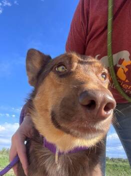 Trevor -  Shepherd and Mixed Breed Dog for Adoption in Fort Collins, Colorado - Trevor | PetCurious