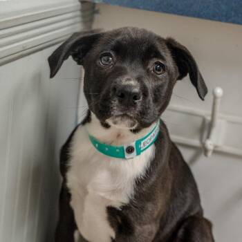 Saint Bernard Dogs Available for Adoption - Cleopatra | PetCurious