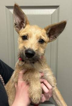 Parker -  Terrier Dog for Adoption in Littleton, Colorado - Parker | PetCurious
