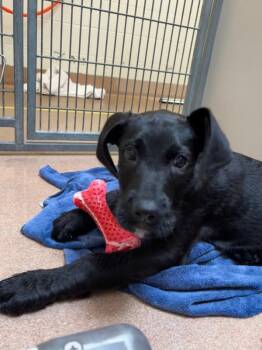 Winston -  Great Dane Dog for Adoption in Santa Rosa, California - Winston | PetCurious