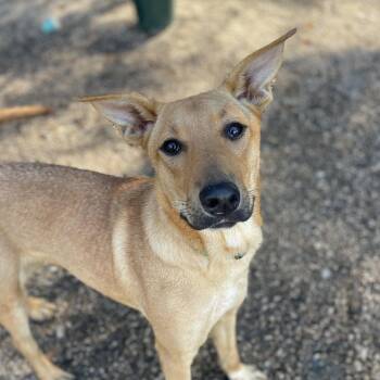 Rescue Labrador Retriever Dogs for Adoption in Columbia, South Carolina - Tyra | PetCurious