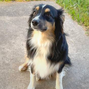Bear -  Australian Shepherd Dog for Adoption in Tulsa, Oklahoma - Bear | PetCurious